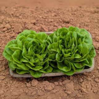 Canagio Leaf Lettuce Thumbnail